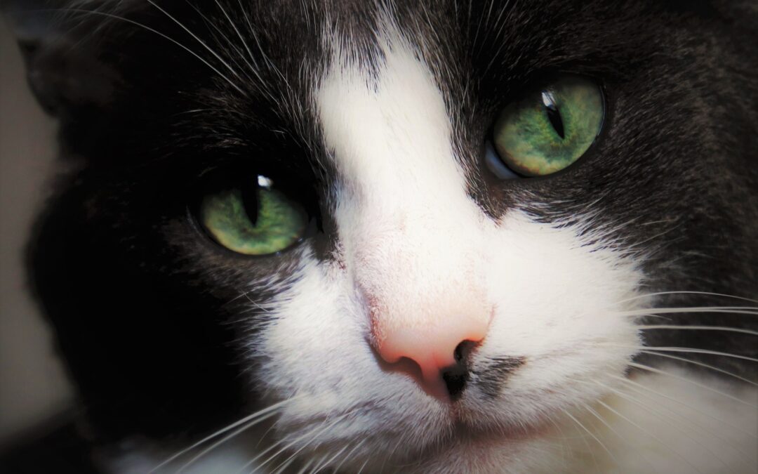 Perugia – Gatto ucciso da una fucilata in pieno centro abitato. La denuncia di LNDC Animal Protection