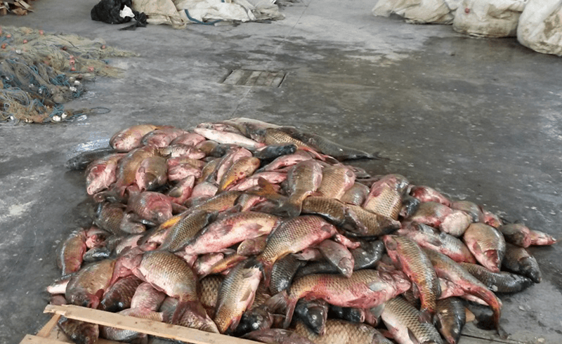 Novara – Maxi operazione con custodie cautelari per bracconaggio ittico. LNDC Animal Protection aveva sporto denuncia