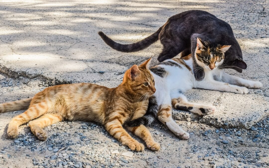 Lecce – Gatti impallinati e uccisi in zona frequentata da cacciatori. LNDC Animal Protection denuncia
