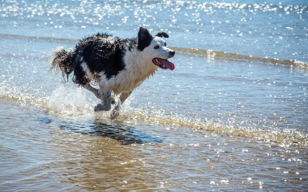 Turismo – LNDC Animal Protection scrive al Ministro Santanchè per un turismo più pet-friendly