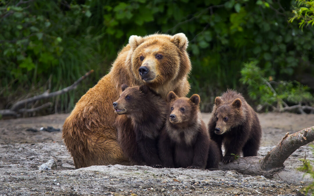 Trento – LNDC Animal Protection chiede alla PAT informazioni sulle misure per la tutela dei cuccioli di JJ4