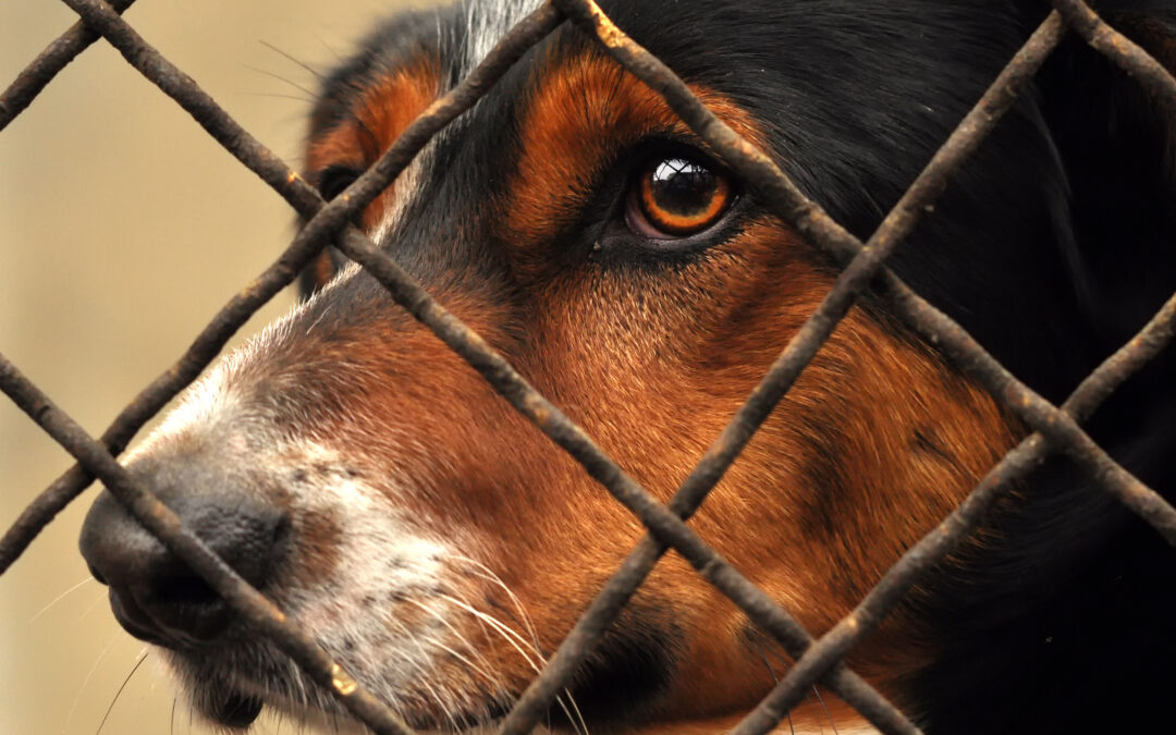 Spoltore (PE) – Il Comune intende convenzionarsi con un canile privato. La protesta di LNDC Animal Protection