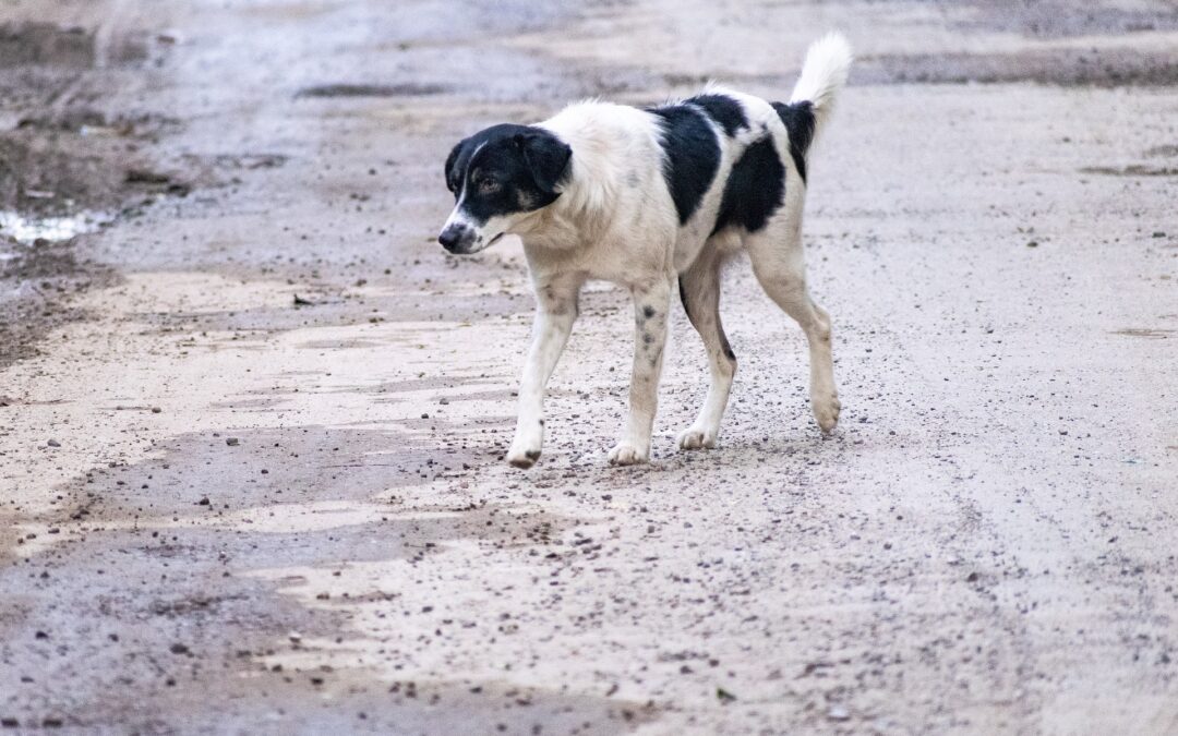 Cuneo – LNDC Animal Protection denuncia abbandono di due cani