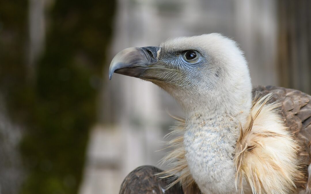 L’Aquila – Lupi e grifoni vittime di presunto avvelenamento. LNDC Animal Protection ricorda l’importanza di una legge ad hoc