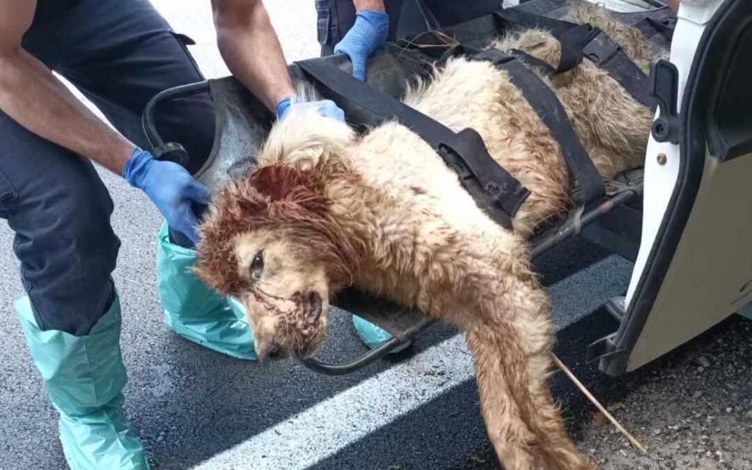 Sant’Omero (TE) – Bastonata e gettata nel torrente perché incinta