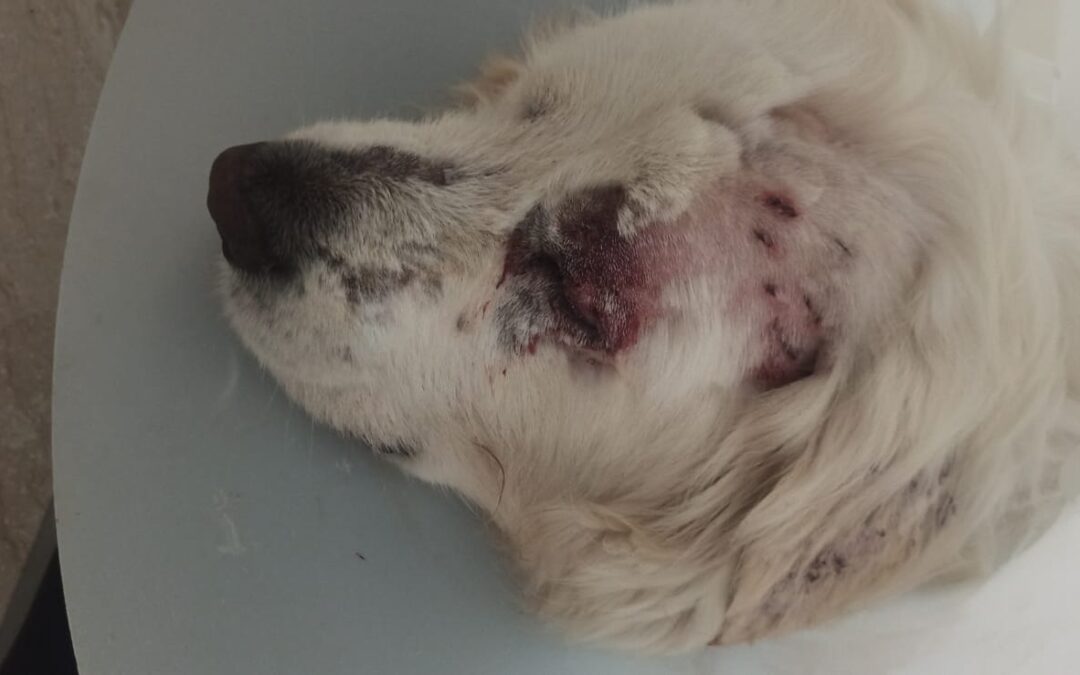 Cane vittima di tentata uccisione perde la vista a Cellole (CE)