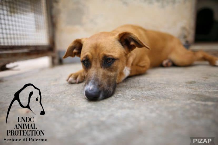 Il Rifugio gestito dalla Sezione LNDC Animal Protection di Palermo rischia la chiusura. Avviata una raccolta fondi