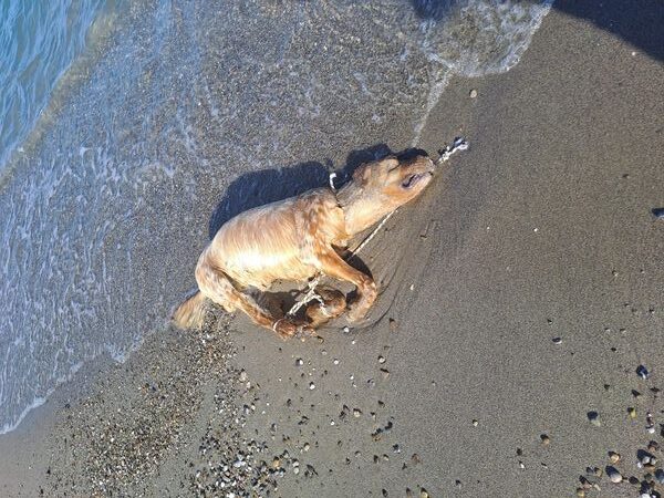 Cane legato a una boa, muore per annegamento a Policoro (MT)