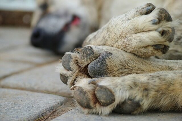 Abbandona il cane della ex per vendetta nei suoi confronti a Bergamo