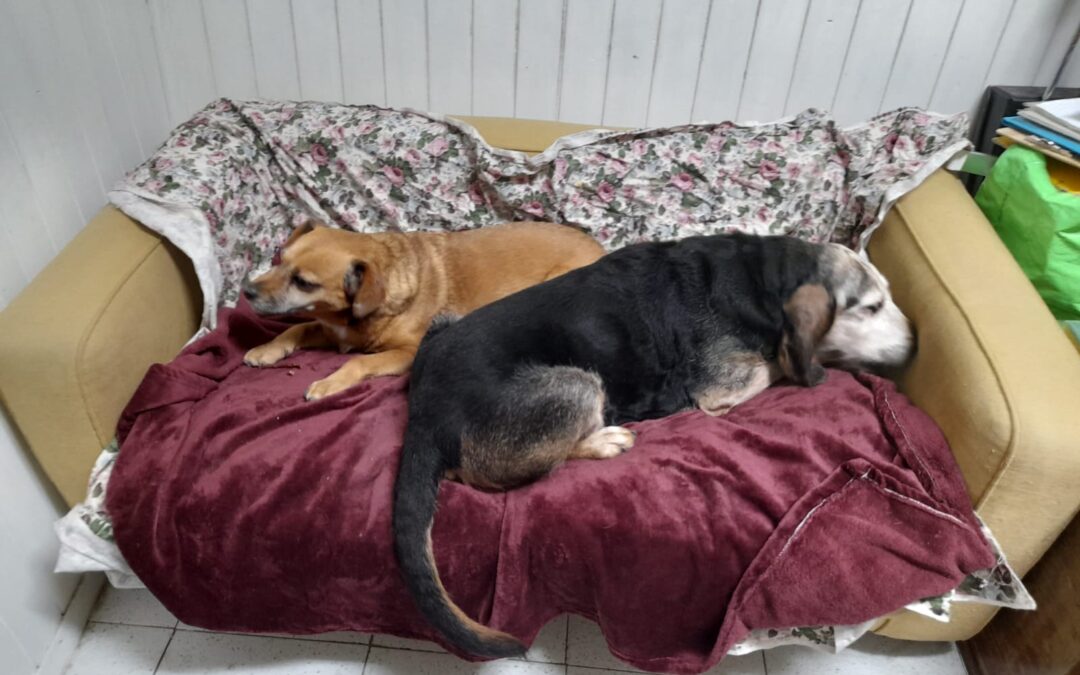 Ferrara – Valentina e Miele cercano una nuova famiglia