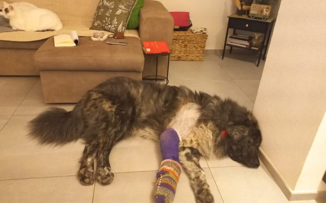 Grosseto – Nebbia e Spettro hanno ottenuto giustizia