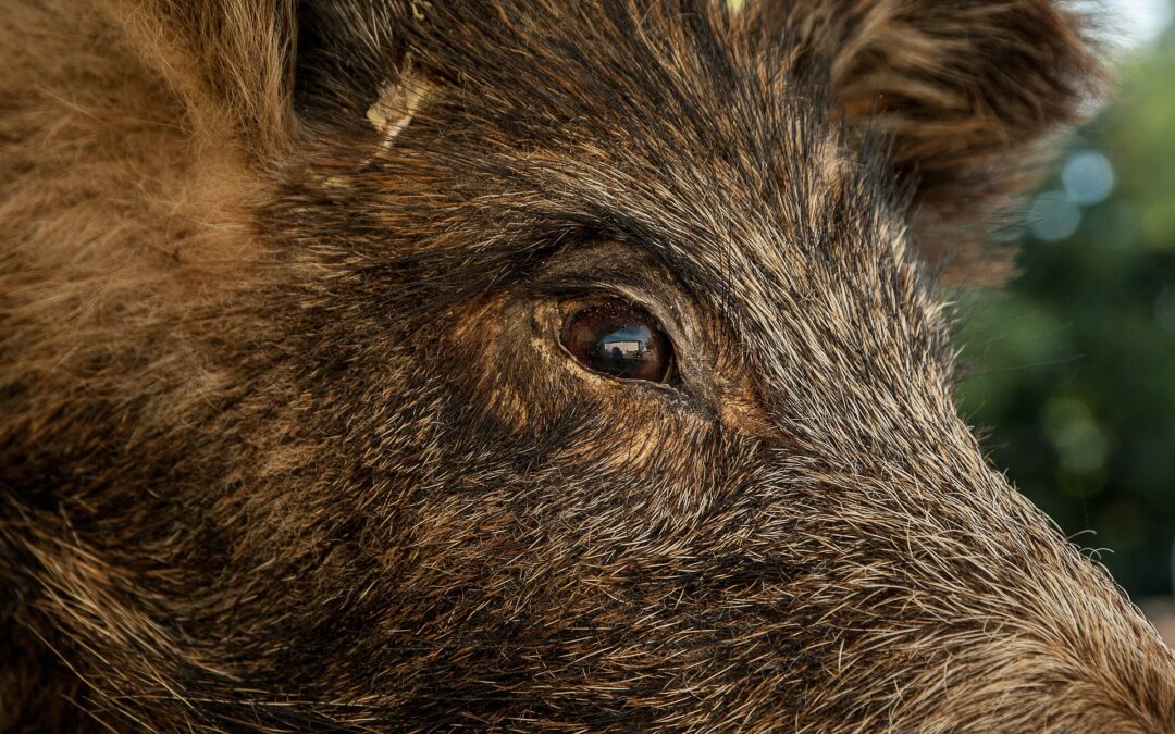 Nel foggiano ci si prepara a sterminare i cinghiali. LNDC Animal Protection critica la decisione
