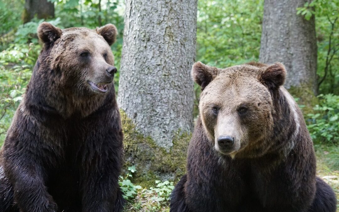 LNDC Animal Protection si rivolge al Consiglio di Stato per salvare JJ4 e MJ5