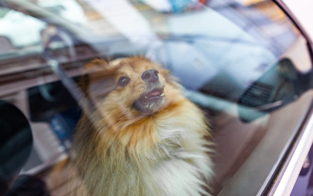 Mai lasciare un animale in auto sotto il sole – LNDC ricorda i pericoli e cosa fare