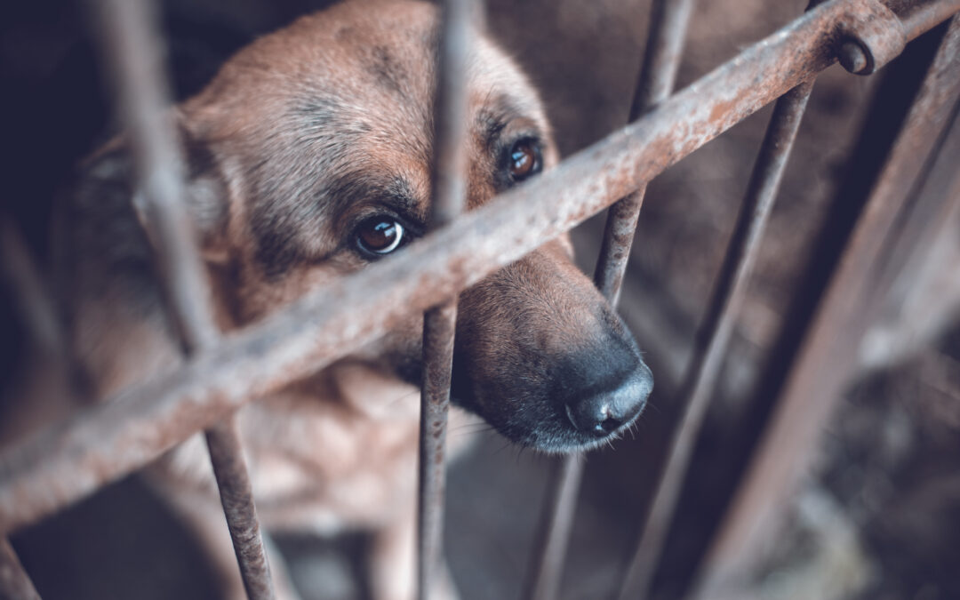 LNDC Animal Protection si oppone alla richiesta di archiviazione per i cani morti a Mazzano Romano