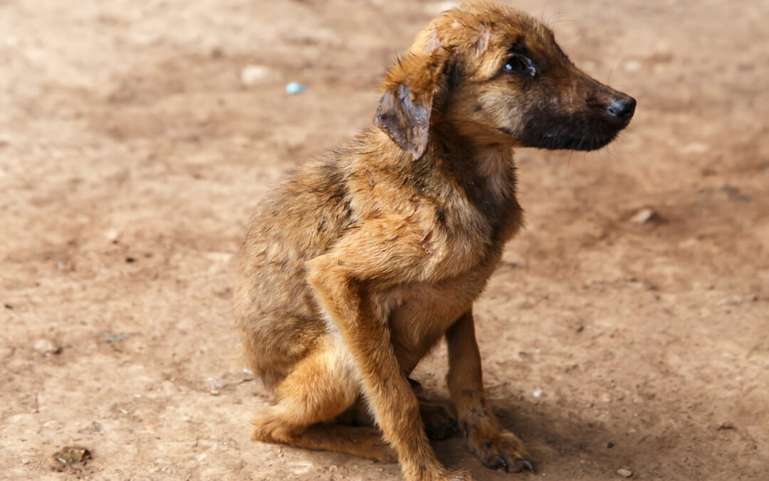 Casa degli orrori a Mola di Bari, LNDC Animal Protection denuncia e chiede il sequestro