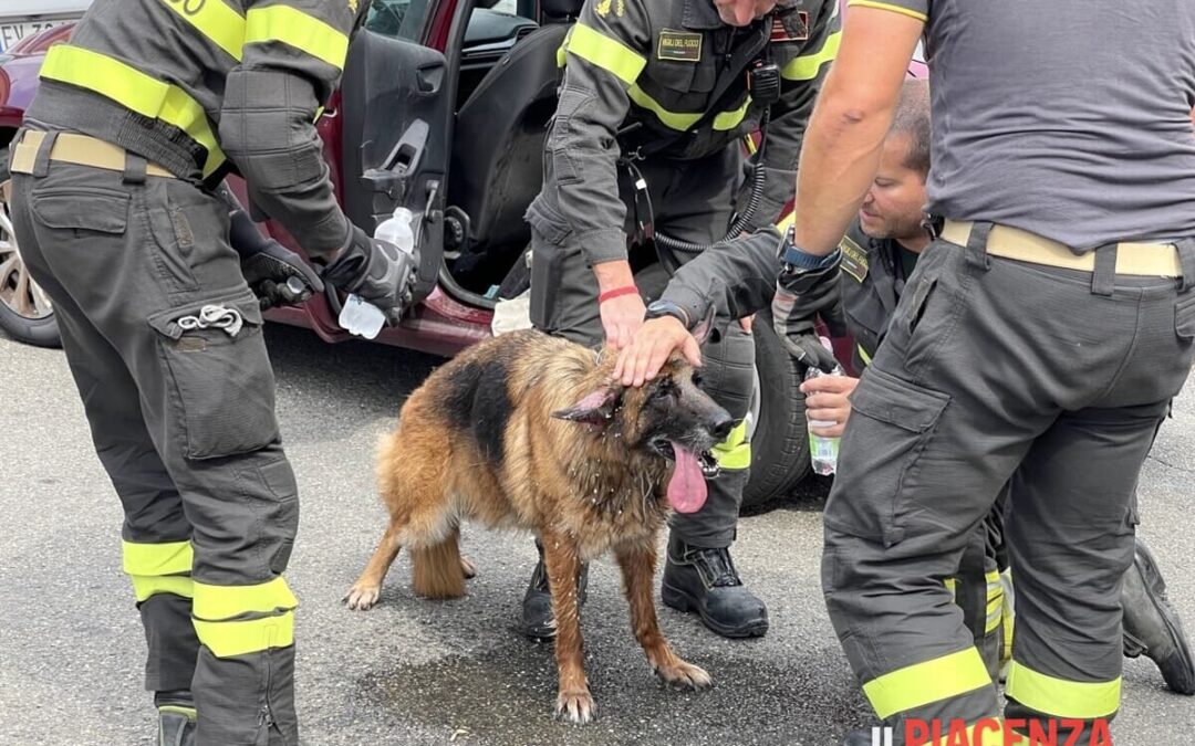 Cane chiuso in auto salvato dai vigili del fuoco a Piacenza