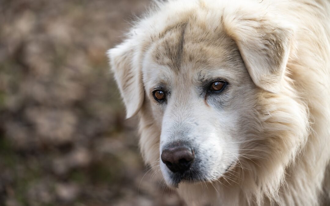 Cane soffocato con un sacchetto di plastica a Palo del Colle (BA), la denuncia di LNDC Animal Protection