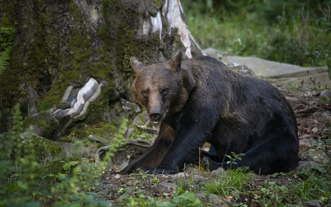 Il TAR di Trento rigetta la nuova istanza cautelare basata su nuovi motivi. Ora la decisione definitiva spetta al Consiglio di Stato
