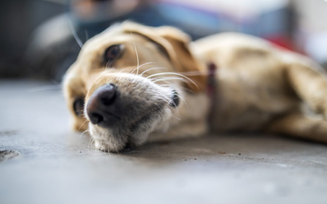 Cane legato e bruciato nell’agrigentino. LNDC Animal Protection sporge denuncia