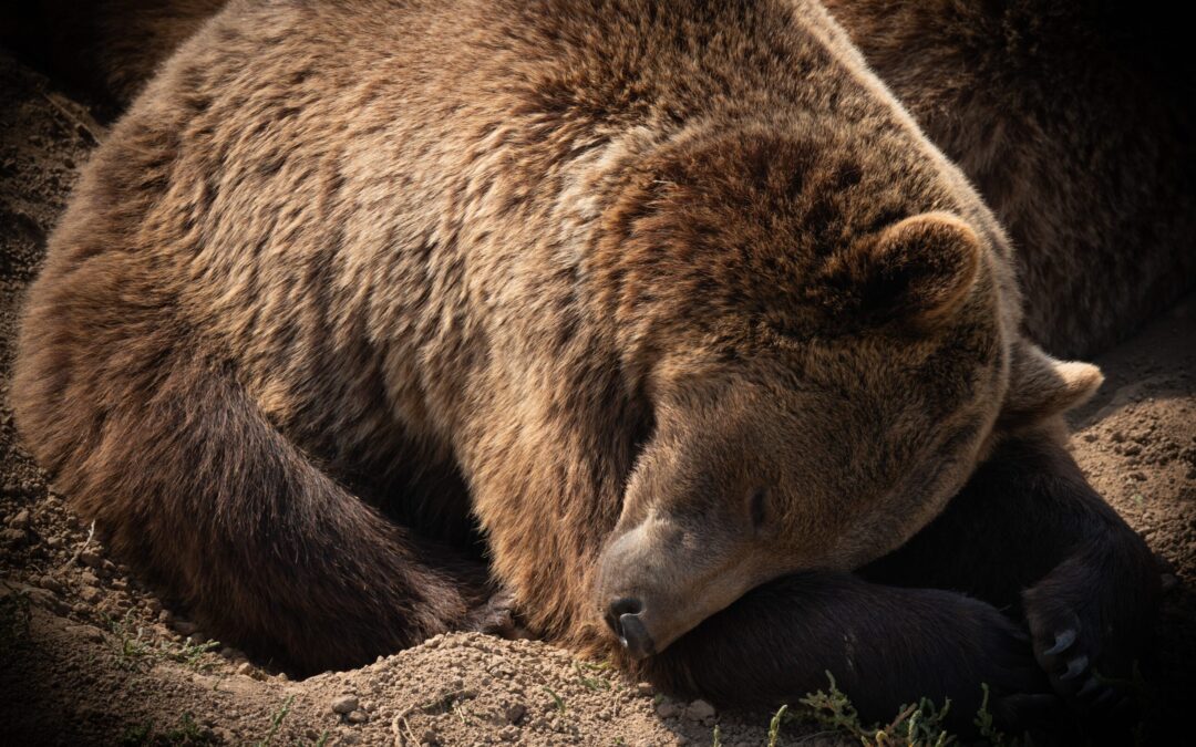 Ancora un orso morto nei boschi in Provincia di Trento. LNDC Animal Protection esprime dubbi e preoccupazione