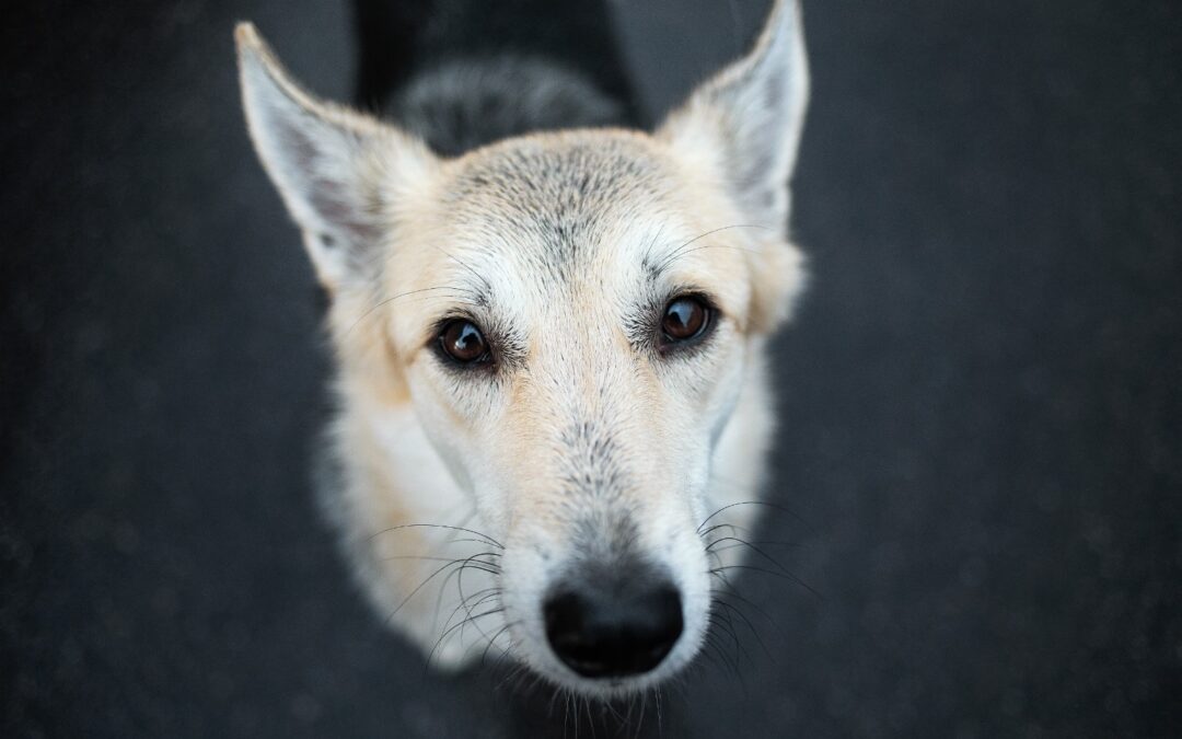 Iniziato il processo per maltrattamento contro Claudio Mangini. LNDC Animal Protection parte civile