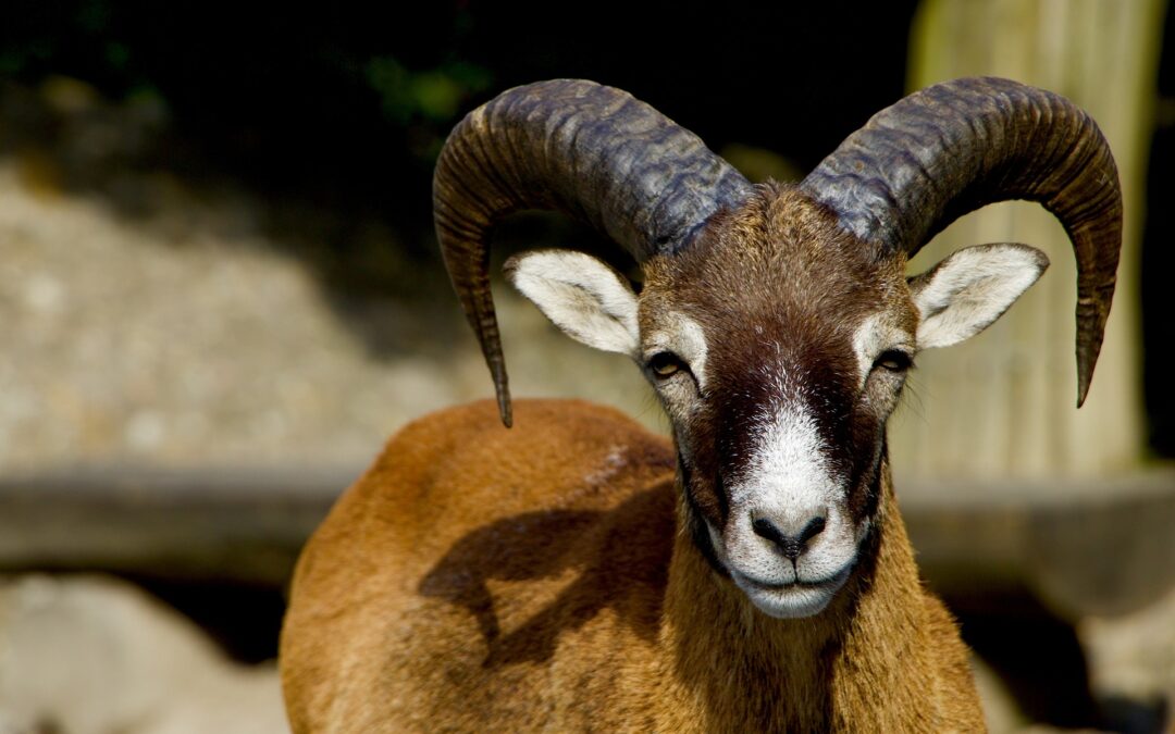 Mufloni braccati e uccisi da cani a Golfo Aranci. LNDC Animal Protection scrive al Sindaco
