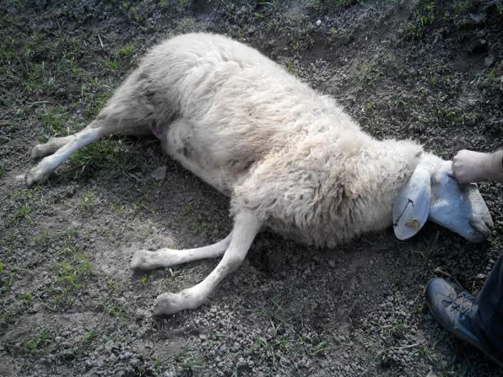 LNDC Animal Protection in tribunale contro uno dei fratelli bianchi a Velletri