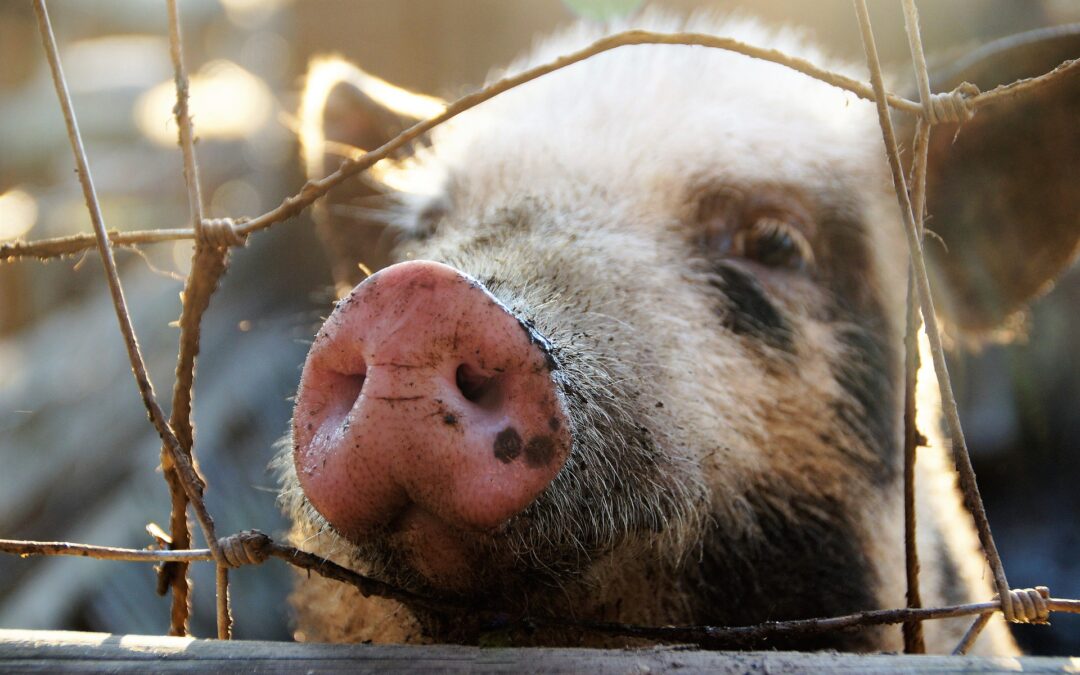 Suini a rischio abbattimento a Trani. LNDC Animal Protection si oppone e cerca di salvarli