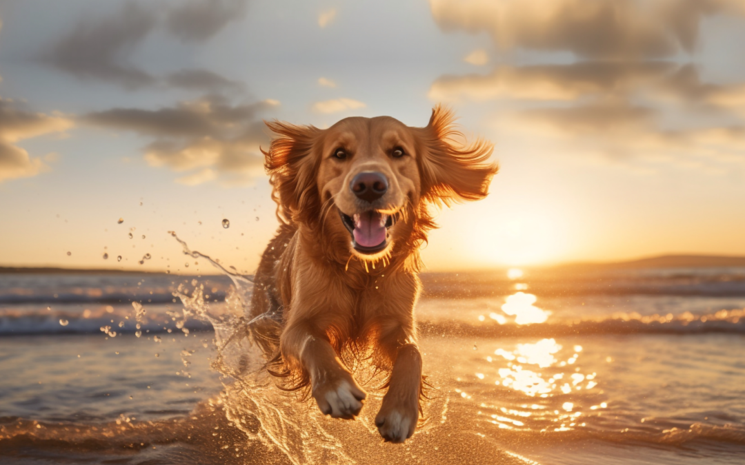 Estate 2023 – Proteggi il tuo amico dal caldo