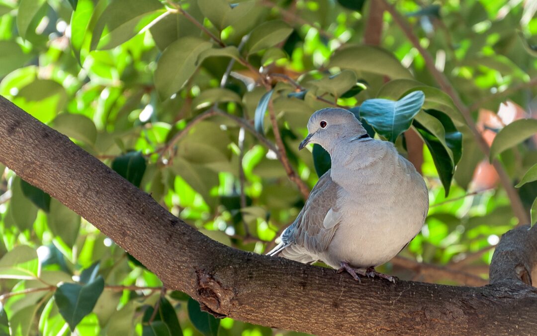 Regione Toscana autorizza la caccia in deroga alla tortora dal collare. La critica di LNDC Animal Protection