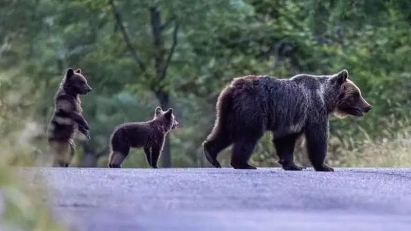 Tutela dell’orsa Amarena e dei suoi cuccioli: serve stop a Eurotrial 4X4 a Villalago