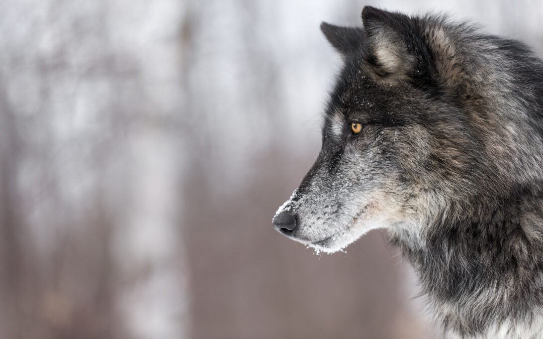 Orrore sulla superstrada FI-PI-LI. LNDC Animal Protection denuncia e chiede collaborazione