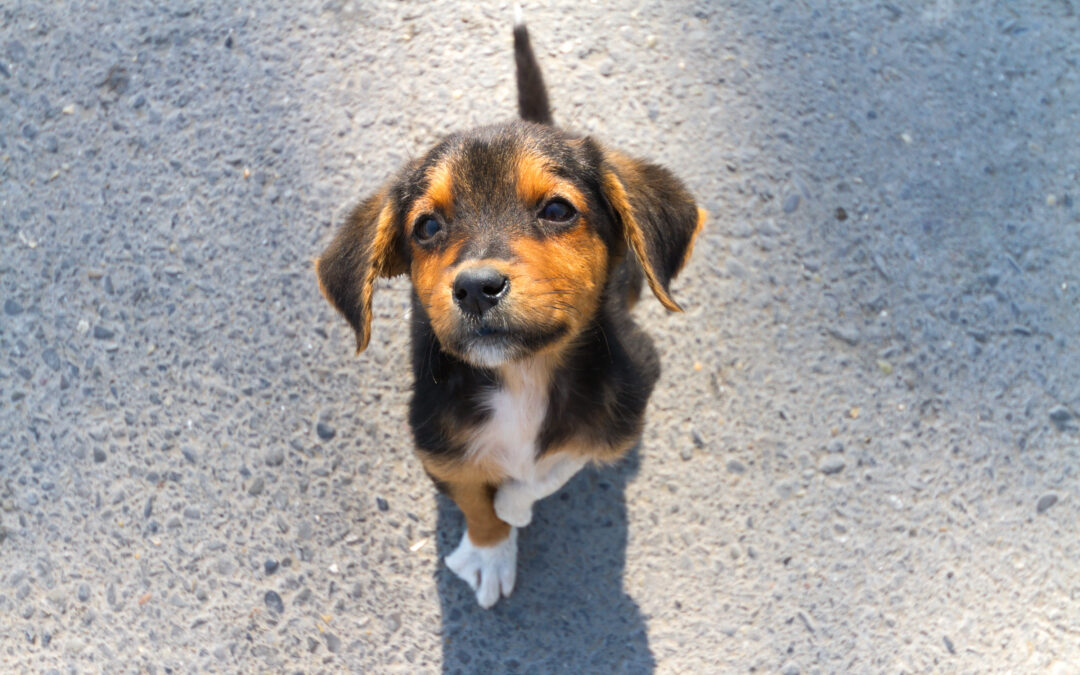 LNDC Animal Protection lancia una nuova campagna per ricordare a tutti di denunciare sempre chi abbandona