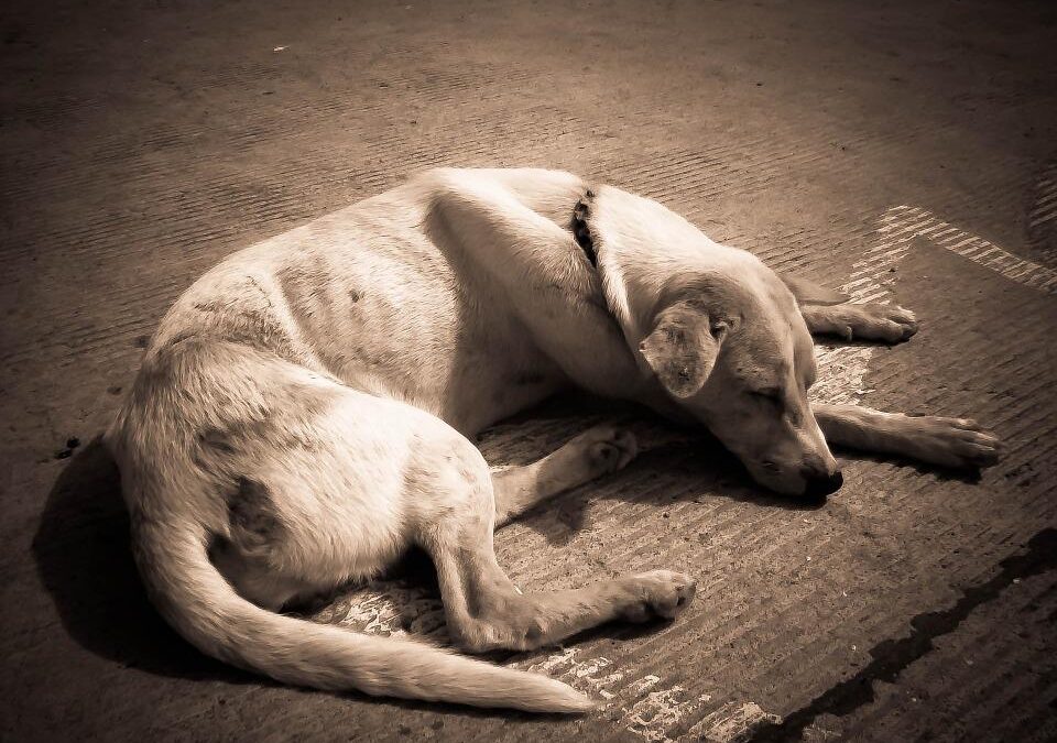 Confermata la condanna per l’uccisione di Rufus a Imperia. Vittoria per LNDC Animal Protection
