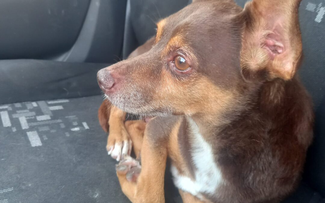 Maltratta e tenta di annegare un cane a Salerno. LNDC Animal Protection salva l’animale e denuncia l’uomo