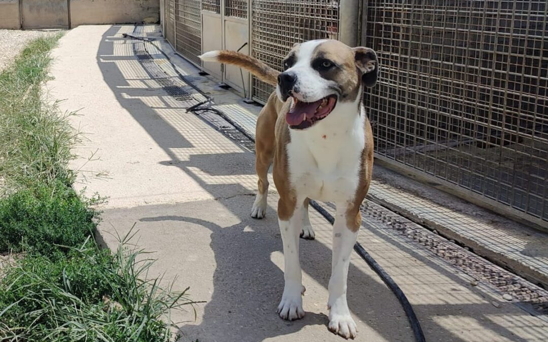 Il dolce Clint aspetta da tempo qualcuno che lo accolga con sé