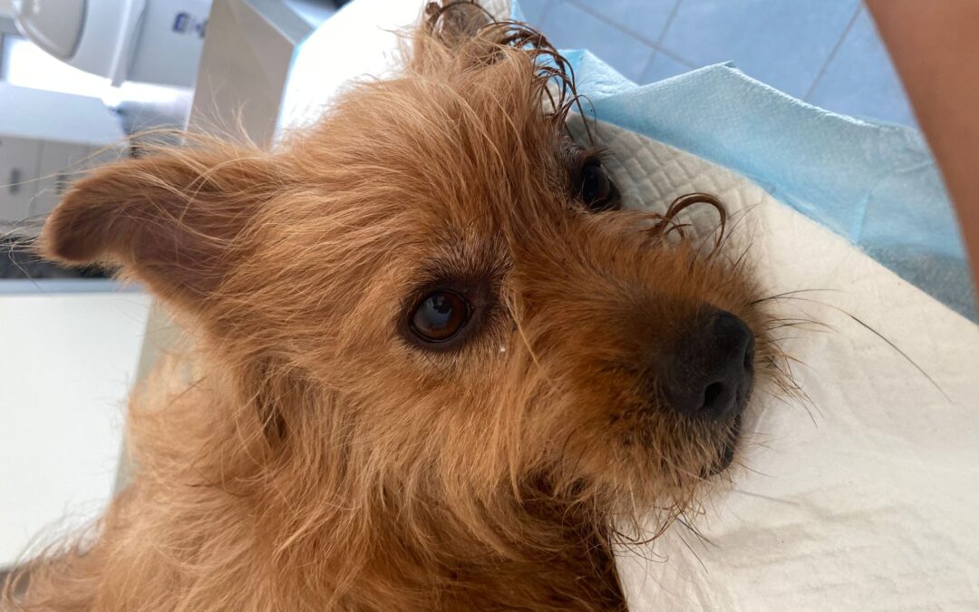 Rico ha bisogno di aiuto per la diagnosi e le cure