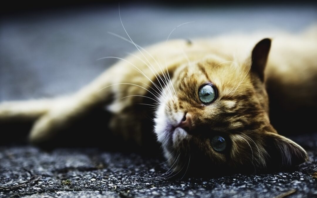 Gattino lapidato nella villa comunale a Montesarchio (BN). La denuncia di LNDC Animal Protection