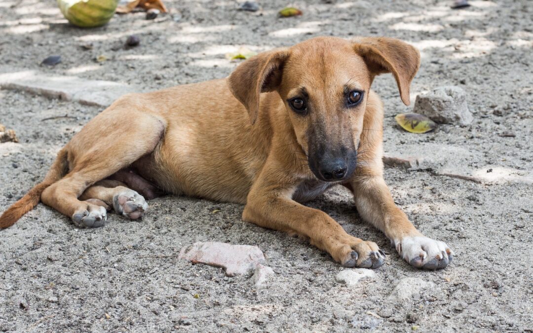 Carabinieri Forestali salvano 17 cani detenuti in condizioni di degrado nel novarese. LNDC Animal Protection si unisce alla denuncia