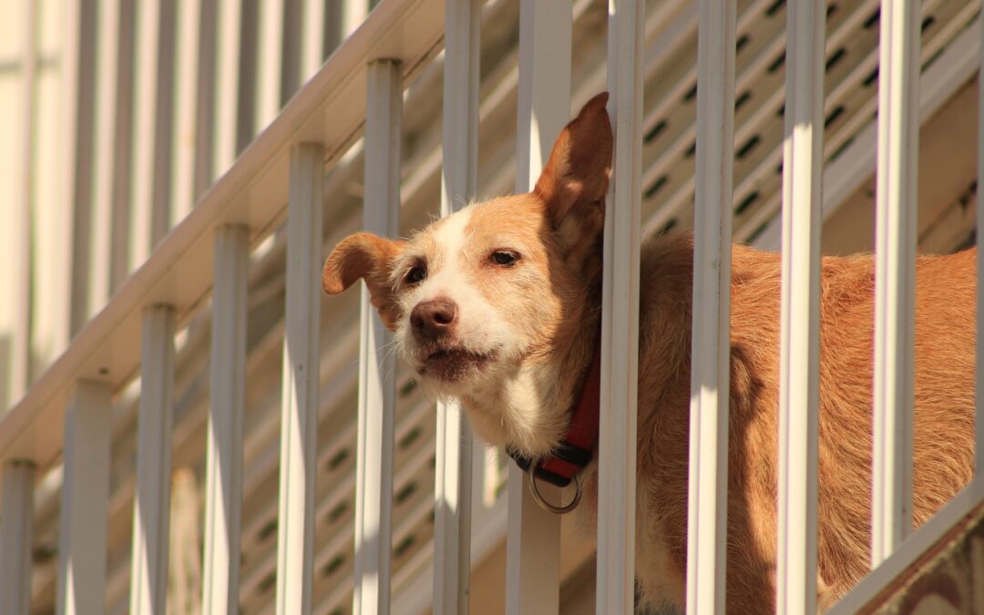 Cagnolina anziana morta per essere rimasta sul balcone per ore. La denuncia di LNDC Animal Protection