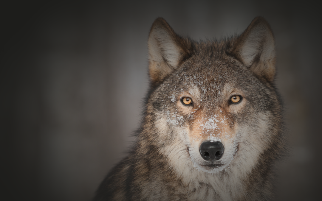 Giù le mani dai lupi – La petizione di LNDC Animal Protection per salvare i lupi altoatesini