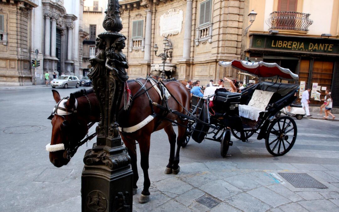 Cavalli sfruttati con caldo torrido e sotto il sole – LNDC Animal Protection scrive al Sindaco di Palermo
