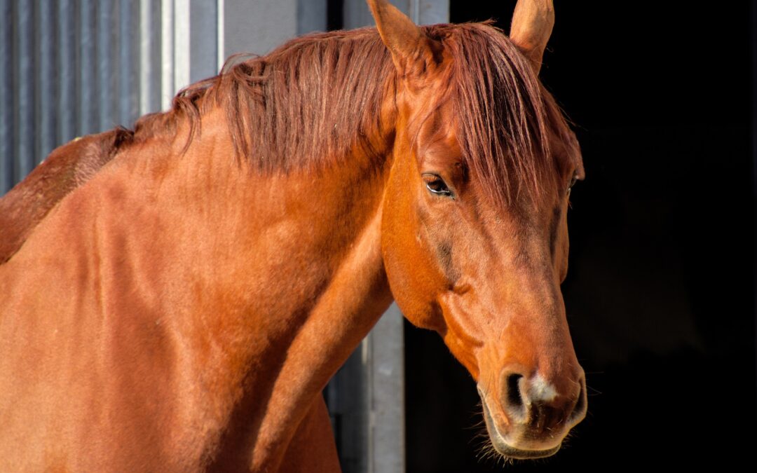 Cavallo morto e fantino ferito alle prove della Giostra della Quintana a Foligno. LNDC Animal Protection chiede chiarezza