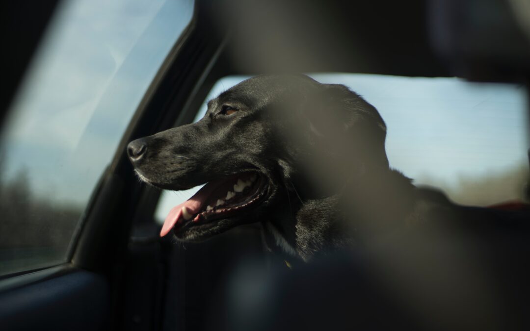 Cane muore per essere stato lasciato in auto sotto il sole. La denuncia di LNDC Animal Protection