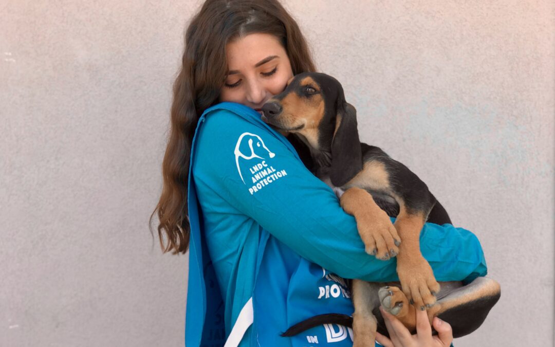 Abbandono di animali, un fenomeno che non cessa. LNDC Animal Protection sempre attiva sul campo