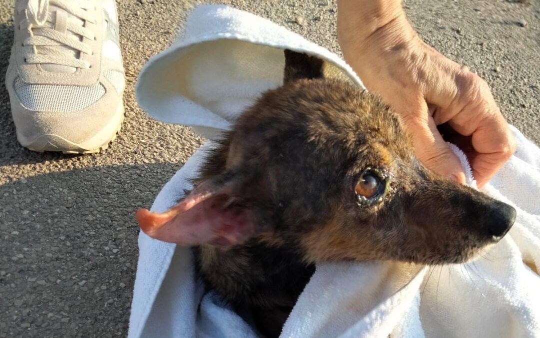 Cagnolina buttata in un pozzo a Galatone (LE). LNDC Animal Protection denuncia e chiede aiuto per rintracciare il responsabile