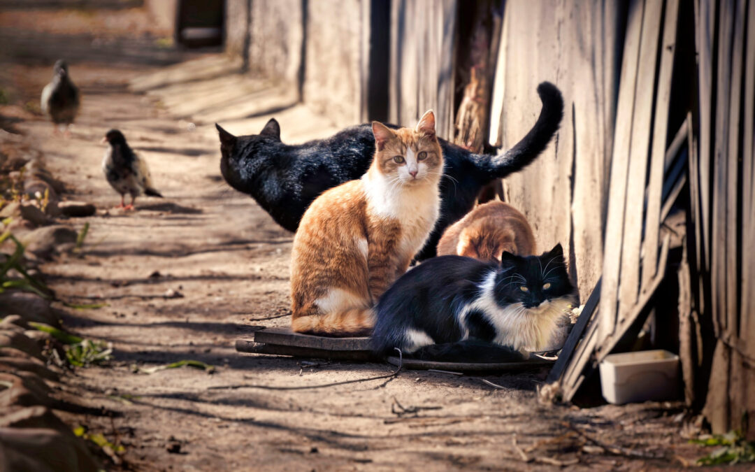 Colonie feline in pericolo a Roma. Le associazioni di protezione animali insorgono e denunciano