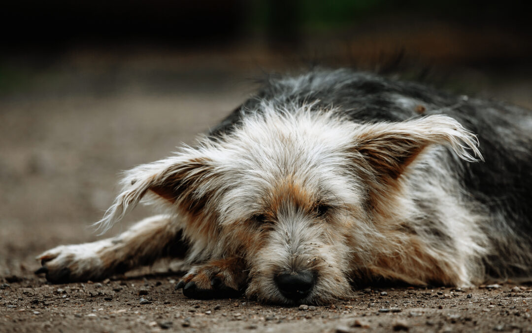 Ritrovato ucciso il cane smarrito da alcune settimane a Sassano (SA). LNDC Animal Protection denuncia ed esprime vicinanza alla famiglia