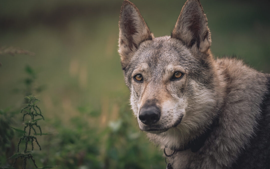Inneggia a Satana chiedendogli di rispettare il patto dopo essersi preso la vita del suo cane. LNDC Animal Protection denuncia e chiede provvedimenti urgenti